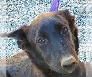 Border Collie-Unknown Mix Dogs for adoption in Lake Forest, CA, USA