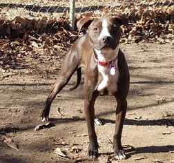 Bulloxer Dogs for adoption in Bronx, NY, USA