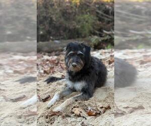 Mutt Dogs for adoption in Wetumpka, AL, USA