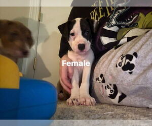 Staffordshire Bull Terrier-Unknown Mix Dogs for adoption in Holly Springs, NC, USA