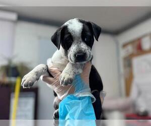 Pointer-Unknown Mix Dogs for adoption in Raleigh, NC, USA