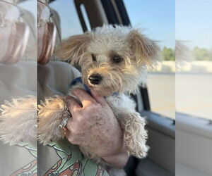 Maltese-Unknown Mix Dogs for adoption in Croydon, NH, USA