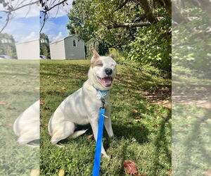 Mutt Dogs for adoption in Candler, NC, USA