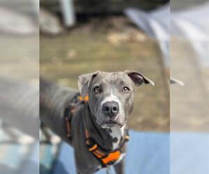 American Pit Bull Terrier Dogs for adoption in Louisville, KY, USA