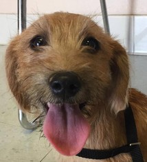 Norfolk Terrier Dogs for adoption in Seattle, WA, USA