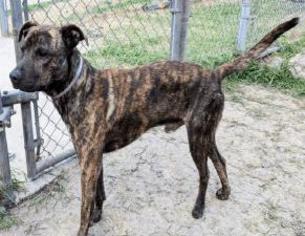 Greyhound-Plott Hound Mix Dogs for adoption in Hudson, CO, USA