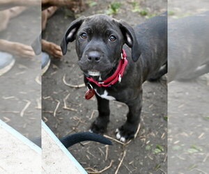 Mastiff-Unknown Mix Dogs for adoption in Wakefield, RI, USA