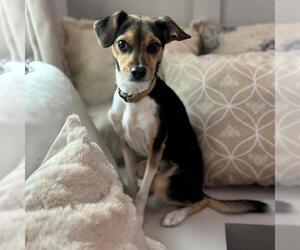 Chihuahua-Unknown Mix Dogs for adoption in San Antonio, TX, USA