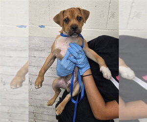 Pug-Unknown Mix Dogs for adoption in San Bernardino, CA, USA