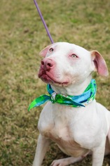 American Bulldog-Unknown Mix Dogs for adoption in Houston, TX, USA