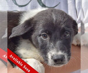 Border-Aussie Dogs for adoption in Huntley, IL, USA