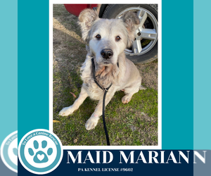 Australian Shepherd Dogs for adoption in Kimberton, PA, USA