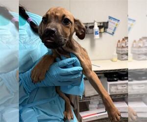 Chihuahua Dogs for adoption in Bakersfield, CA, USA