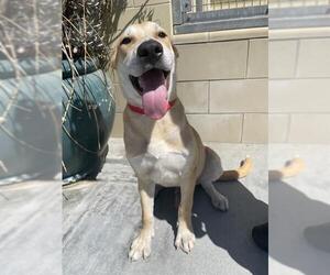 German Shepherd Dog Dogs for adoption in Riverside, CA, USA