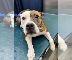 Bulldog-Unknown Mix Dogs for adoption in Mobile, AL, USA