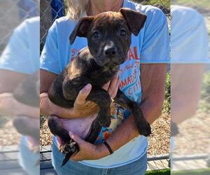 Medium Photo #1 Mutt Puppy For Sale in Jackson, CA, USA