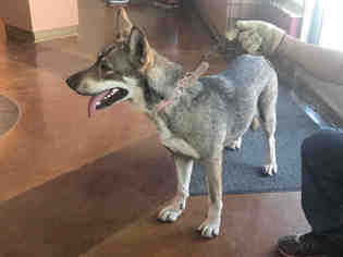 Medium Photo #1 Alaskan Husky-German Shepherd Dog Mix Puppy For Sale in Texas City, TX, USA