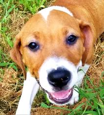 Boxador Dogs for adoption in Rustburg, VA, USA