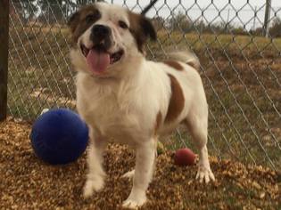 Border-Aussie Dogs for adoption in Southampton, NY, USA