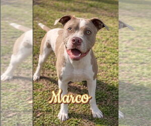 American Pit Bull Terrier-Unknown Mix Dogs for adoption in Thomasville, NC, USA