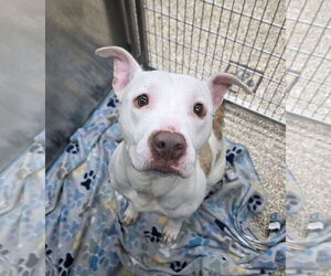 Mutt Dogs for adoption in Martinsburg, WV, USA