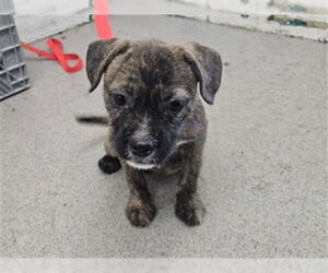 American Pit Bull Terrier-Unknown Mix Dogs for adoption in San Bernardino, CA, USA