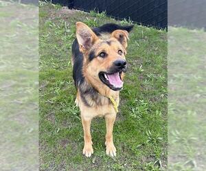 German Shepherd Dog-Unknown Mix Dogs for adoption in Santa Cruz, CA, USA