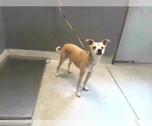 Italian Greyhound-Unknown Mix Dogs for adoption in Tallahassee, FL, USA