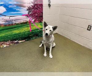 Siberian Husky-Unknown Mix Dogs for adoption in Moreno Valley, CA, USA