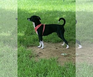 Chihuahua-Unknown Mix Dogs for adoption in Staunton, VA, USA