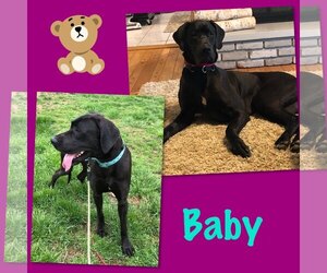 Great Dane Dogs for adoption in Fenton, MO, USA