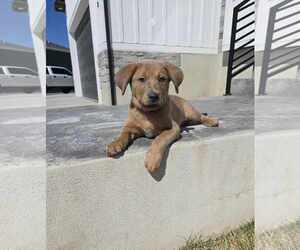 Labrador Retriever-Unknown Mix Dogs for adoption in MIDWAY, UT, USA
