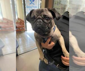 Pug Dogs for adoption in Burbank, CA, USA