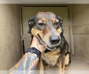 Mutt Dogs for adoption in Oklahoma City, OK, USA