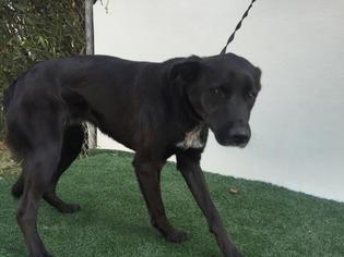 Labrador Retriever Dogs for adoption in Visalia, CA, USA