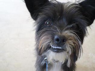 Miniature Schnauzer-Unknown Mix Dogs for adoption in Madera, CA, USA