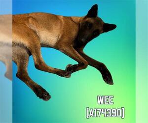 Mutt Dogs for adoption in Tulsa, OK, USA