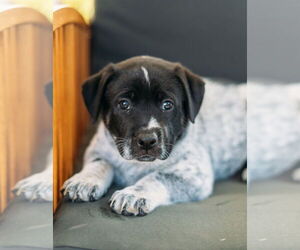 Labrador Retriever-Unknown Mix Dogs for adoption in Dana Point, CA, USA