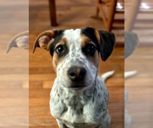 Mutt Dogs for adoption in Springdale, PA, USA