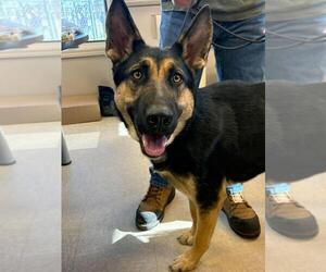 German Shepherd Dog Dogs for adoption in La Porte, IN, USA