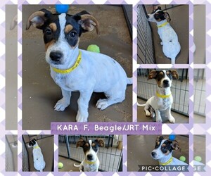 Jack-A-Bee Dogs for adoption in Mesa, AZ, USA