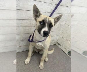 Siberian Husky Dogs for adoption in San Bernardino, CA, USA