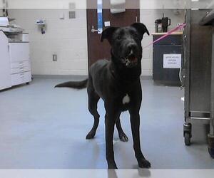 Labrador Retriever-Unknown Mix Dogs for adoption in Fayetteville, NC, USA