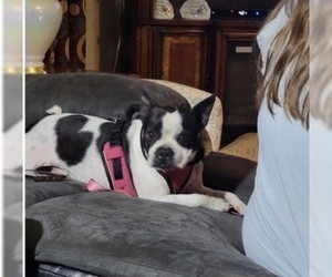 Boston Terrier Dogs for adoption in Pottstown, PA, USA