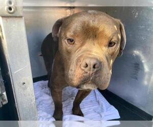 Mutt Dogs for adoption in Orange, CA, USA