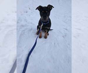 Mutt Dogs for adoption in Binghamton, NY, USA