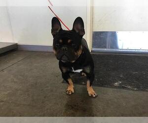 French Bulldog Dogs for adoption in Orange, CA, USA