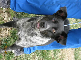 Mutt Dogs for adoption in Bristol, TN, USA