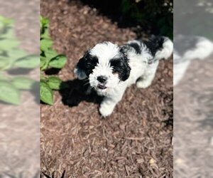 Lha-Cocker Dogs for adoption in Glen Haven, WI, USA