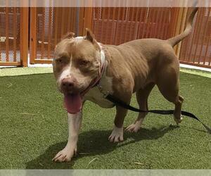 American Pit Bull Terrier-Unknown Mix Dogs for adoption in Las Vegas, NV, USA